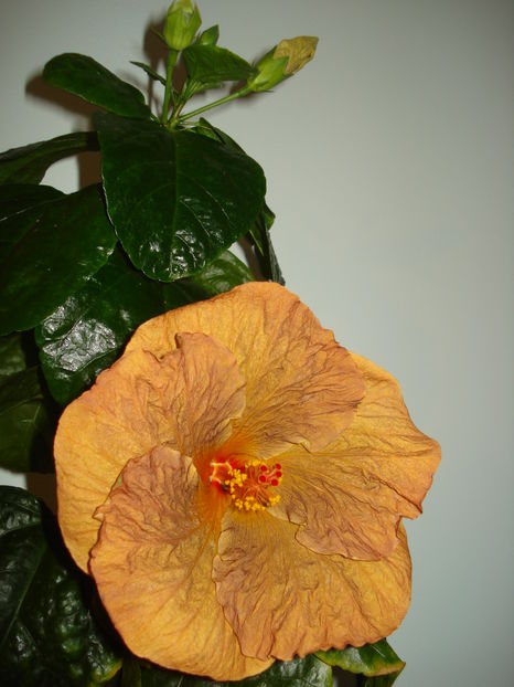  - Hibiscus Topaz Glory