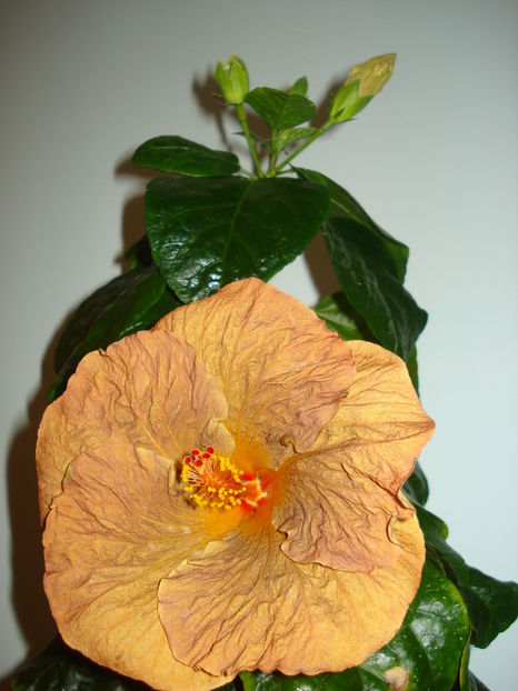  - Hibiscus Topaz Glory