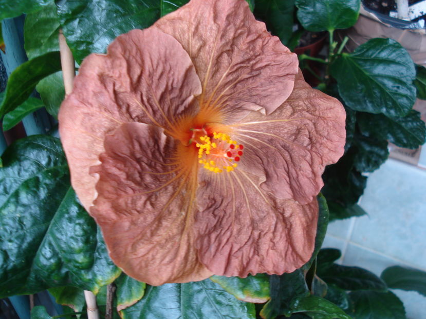  - Hibiscus Topaz Glory