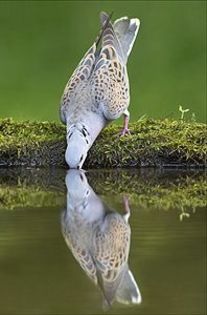  - 1----Porumbei si turturici exotice----exotic doves and pigeons