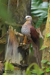  - 1----Porumbei si turturici exotice----exotic doves and pigeons