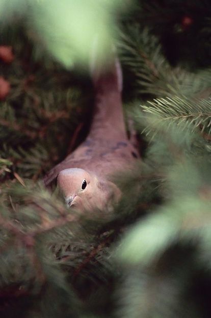  - 1----Porumbei si turturici exotice----exotic doves and pigeons