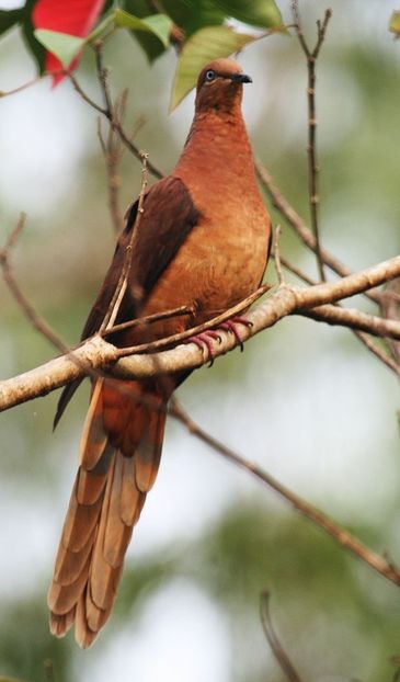  - 1----Porumbei si turturici exotice----exotic doves and pigeons