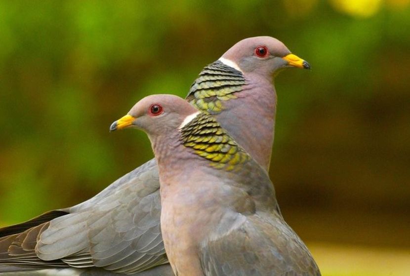  - 1----Porumbei si turturici exotice----exotic doves and pigeons