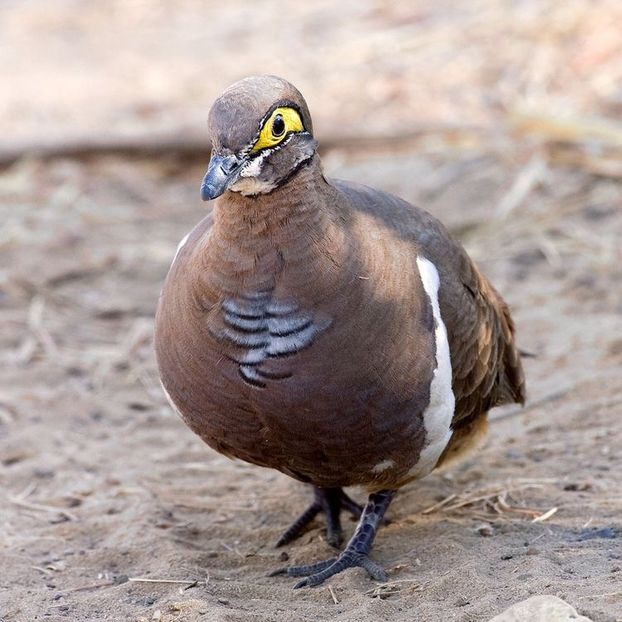  - 1----Porumbei si turturici exotice----exotic doves and pigeons