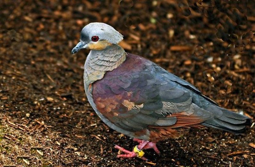  - 1----Porumbei si turturici exotice----exotic doves and pigeons