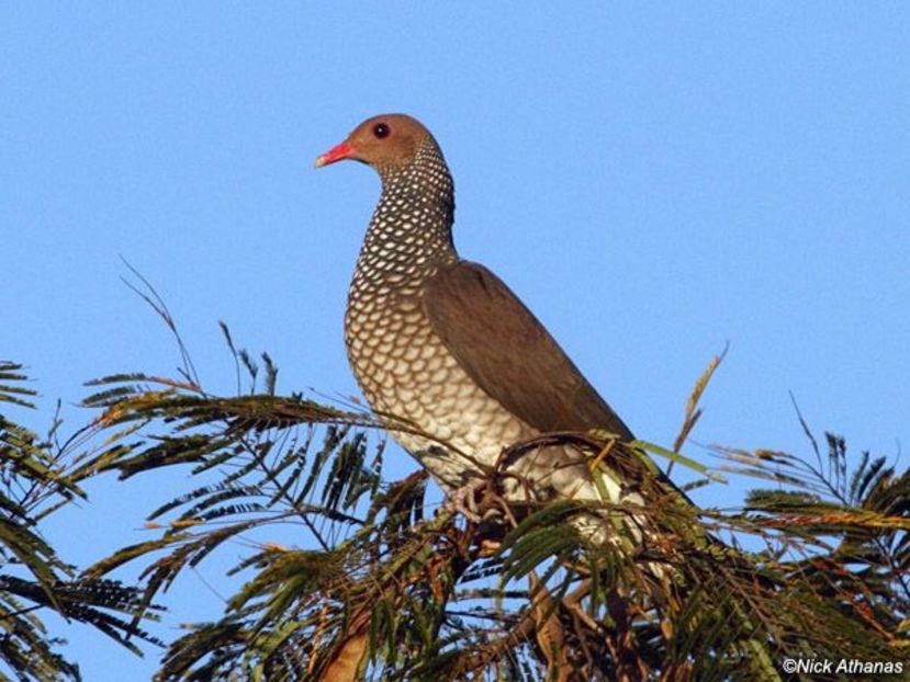  - 1----Porumbei si turturici exotice----exotic doves and pigeons