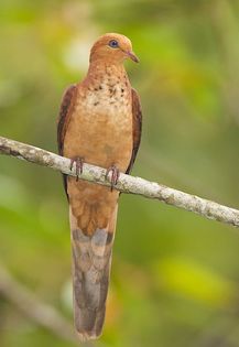  - 1----Porumbei si turturici exotice----exotic doves and pigeons
