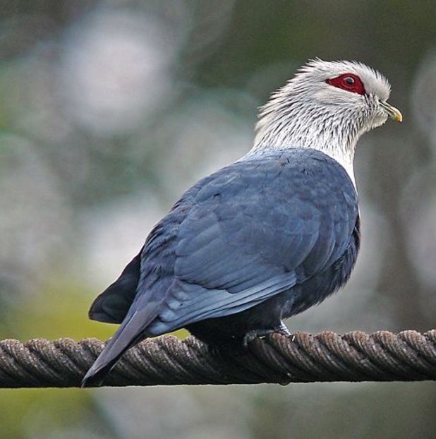 - 1----Porumbei si turturici exotice----exotic doves and pigeons