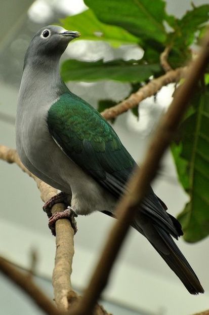  - 1----Porumbei si turturici exotice----exotic doves and pigeons