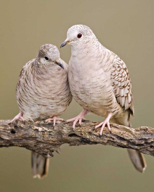  - 1----Porumbei si turturici exotice----exotic doves and pigeons