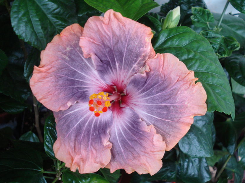  - Hibiscus Gabriel