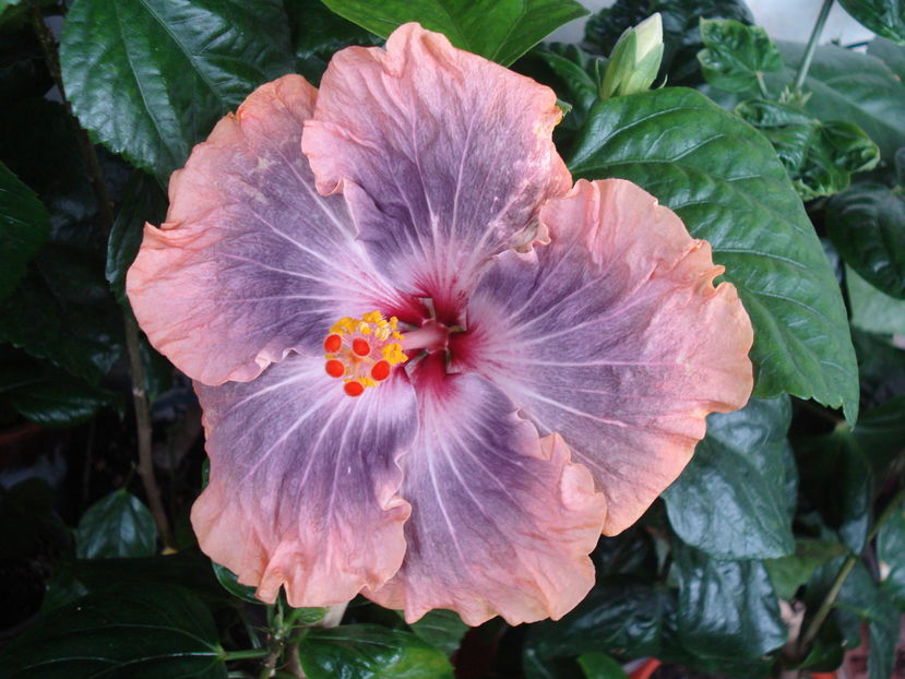  - Hibiscus Gabriel