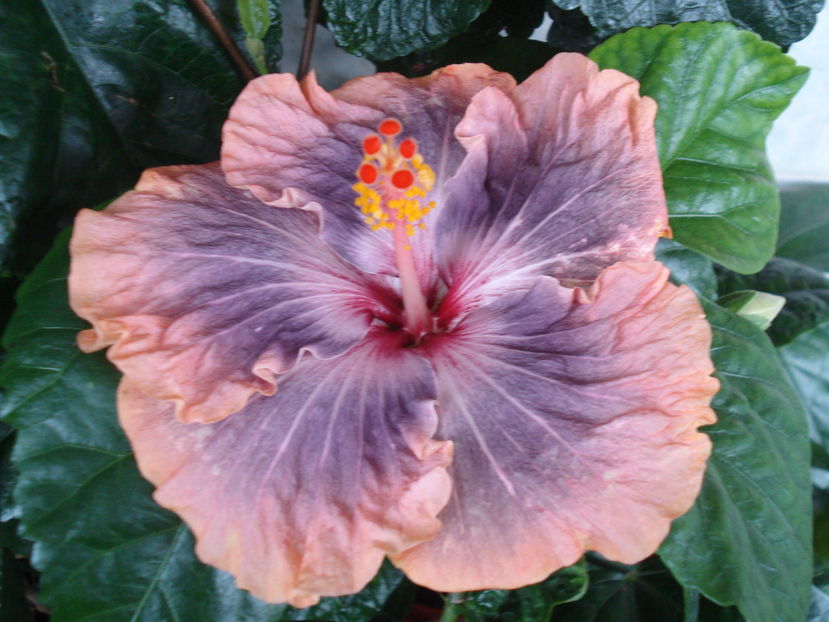  - Hibiscus Gabriel