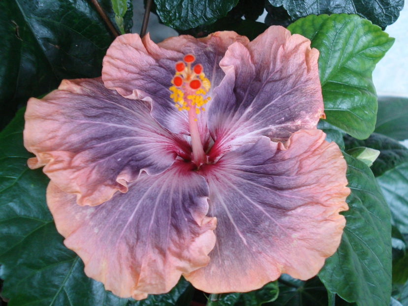  - Hibiscus Gabriel