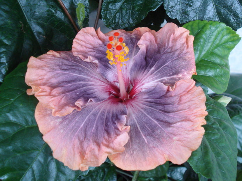  - Hibiscus Gabriel