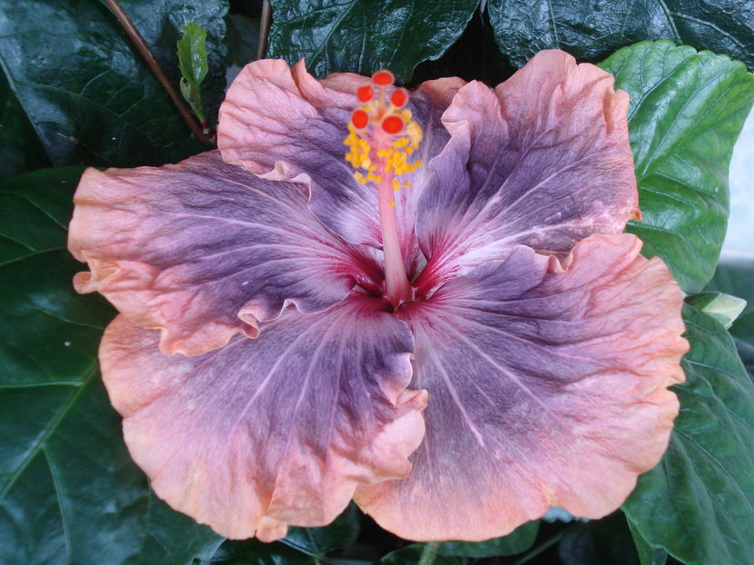  - Hibiscus Gabriel