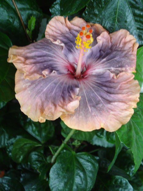  - Hibiscus Gabriel