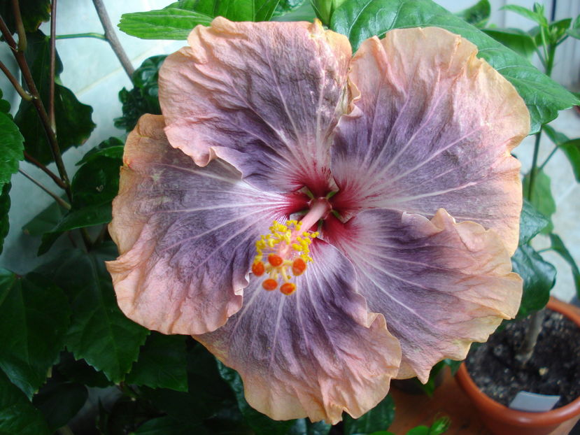  - Hibiscus Gabriel