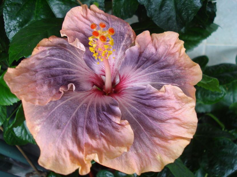  - Hibiscus Gabriel