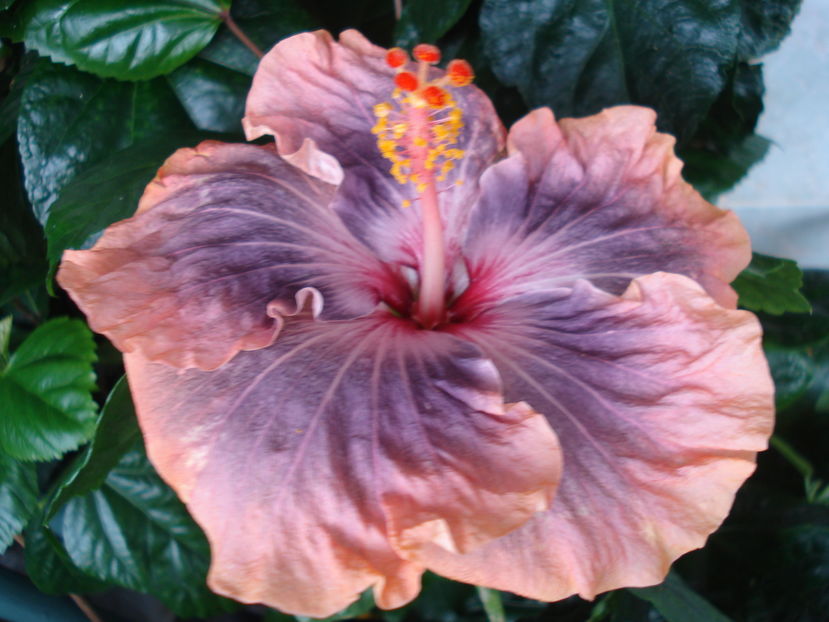  - Hibiscus Gabriel