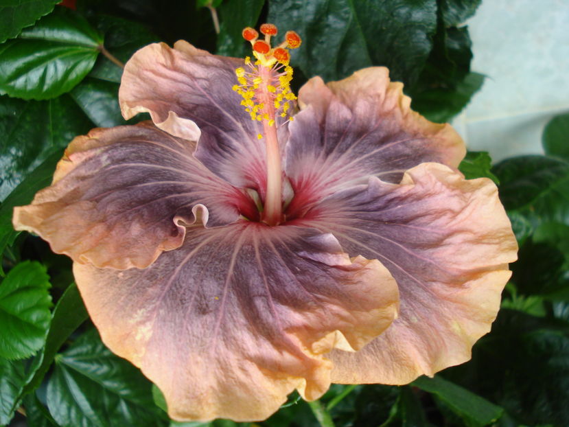  - Hibiscus Gabriel