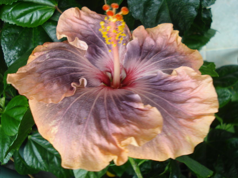  - Hibiscus Gabriel