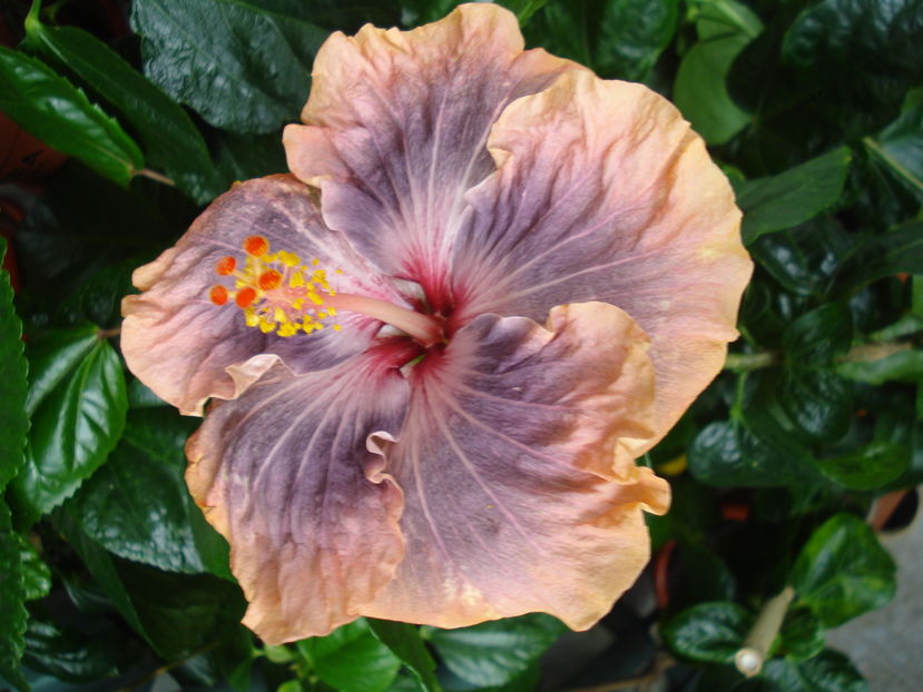  - Hibiscus Gabriel