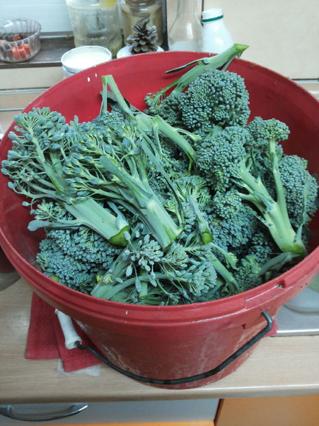 brocoli; productia bio nu arata ca la supermarket dar se culege cu galeata si este foarte gustos
