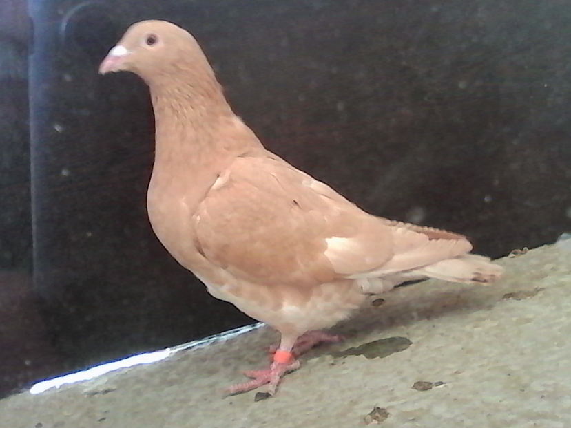  - ARHIVA