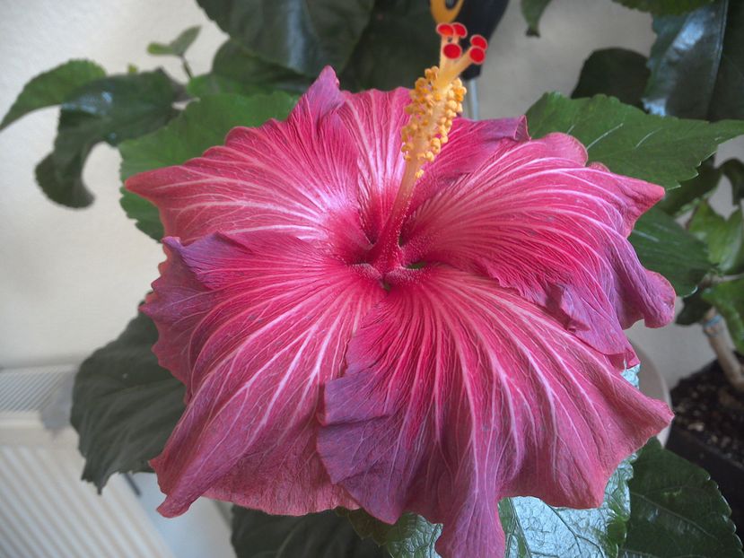 Nightfire - 0Hibiscus in colectie infloriti