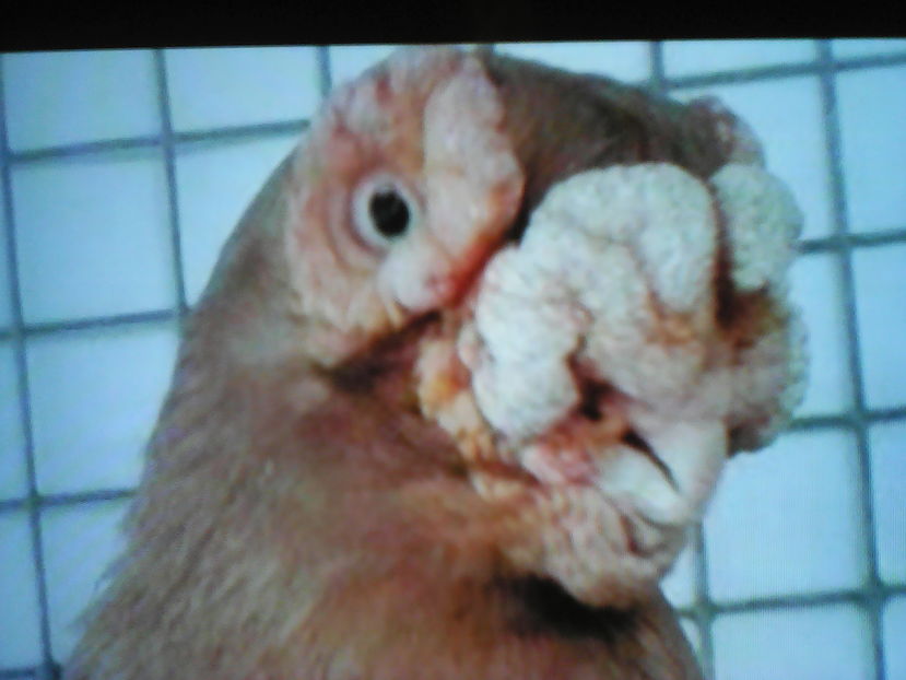 INDIAN ( mare  ) SERBIA - B E R B E R I  ---    BARBS  PIGEONS