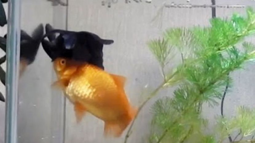 goldfish-helps-sick-friend-feed-stay-alive-1-0n - O_o Un pestisor auriu isi ajuta prietenul bolnav sa innoate si sa manance O_o