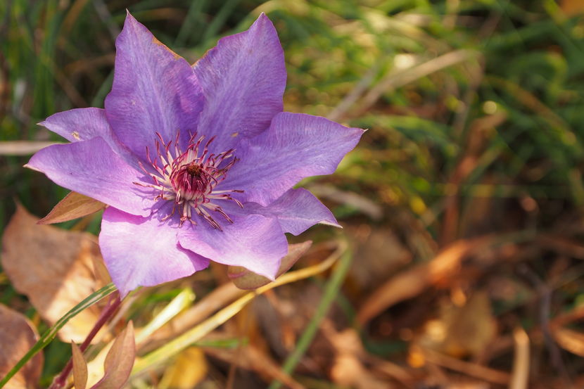 Clematita in noiembrie !