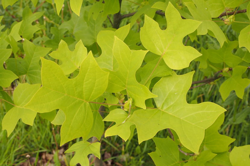 Arborele lalea
