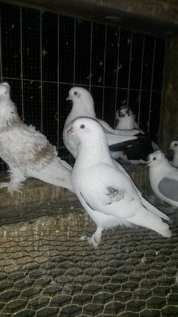  - DONEZ-doar cui are nevoie