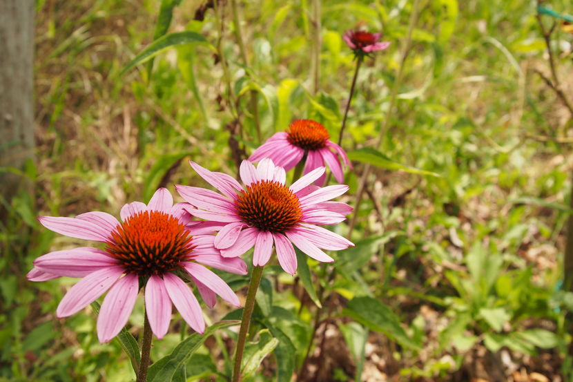 Echinacea - 1 Gradina mea