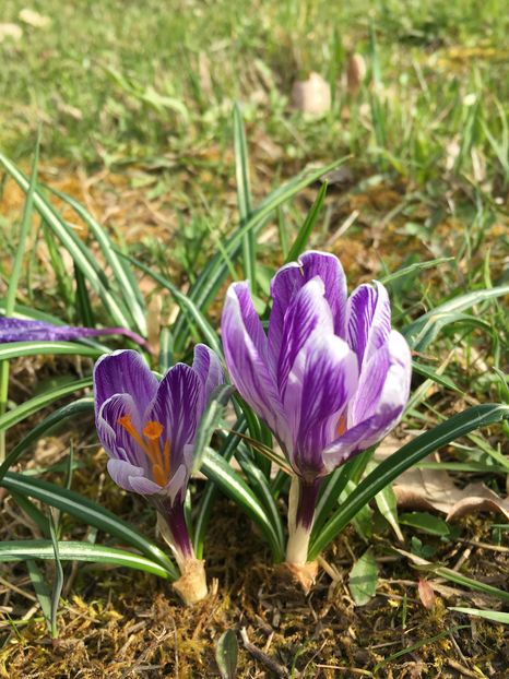 ... suntem satirate - 1 Gradina mea