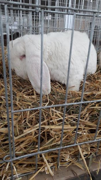 16111226_1884262541863311_555965698_n - 3 Expo 13-15 ian 2017 Suceava