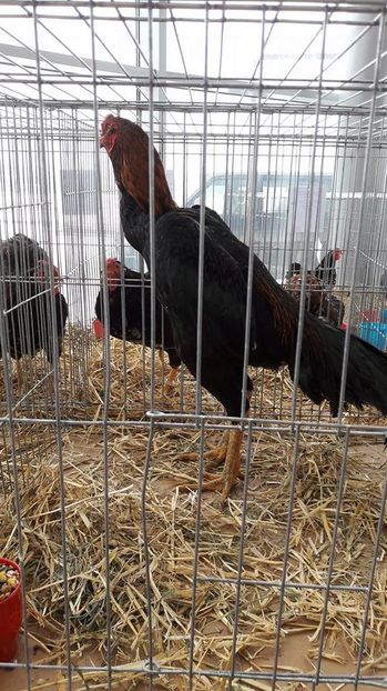 16111461_1884262551863310_1662770138_n