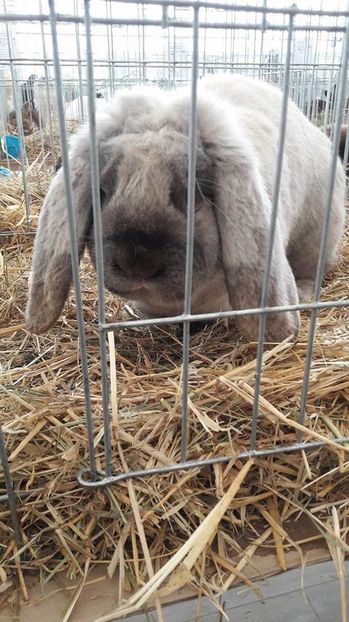 16111518_1884262591863306_1769895991_n