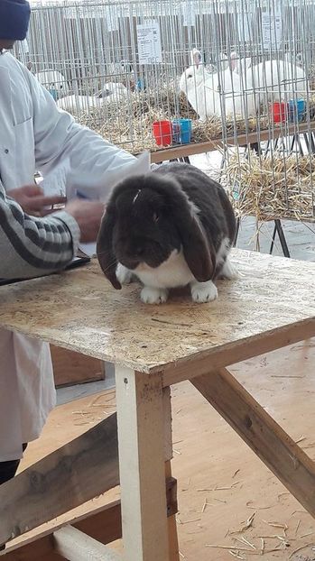 16111595_1884263015196597_2042267116_n