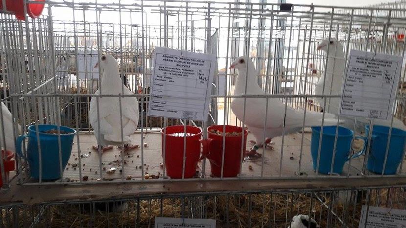 16111869_1884263085196590_866498311_n - 3 Expo 13-15 ian 2017 Suceava