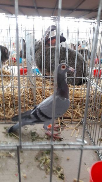 16112006_1884262605196638_964454774_n - 3 Expo 13-15 ian 2017 Suceava