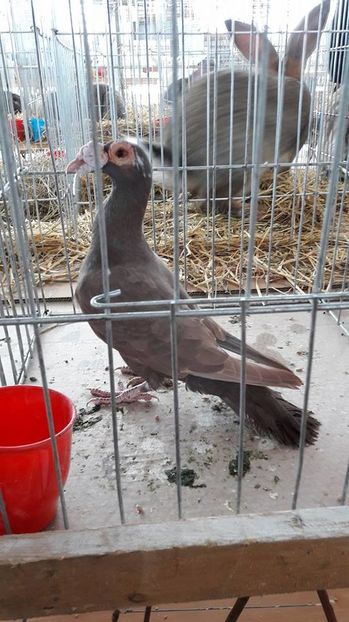 16112019_1884262571863308_1412130253_n