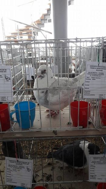 16112066_1884262601863305_772807535_n - 3 Expo 13-15 ian 2017 Suceava