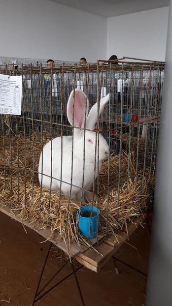 16117379_1884262608529971_1913130096_n - 3 Expo 13-15 ian 2017 Suceava