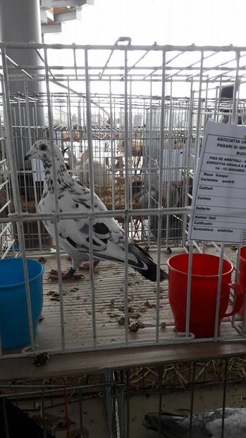 16117426_1884262555196643_1741599432_n