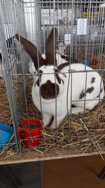 16117439_1884262625196636_1870727123_n