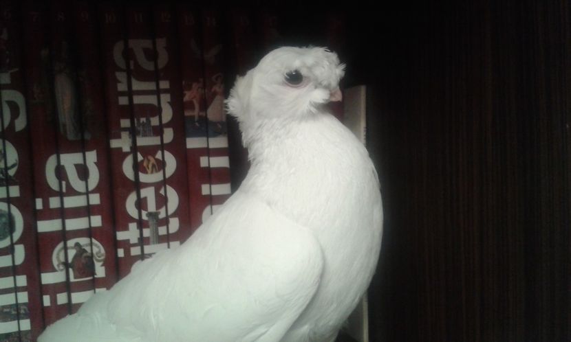  - Achizitie uzbeci 2017